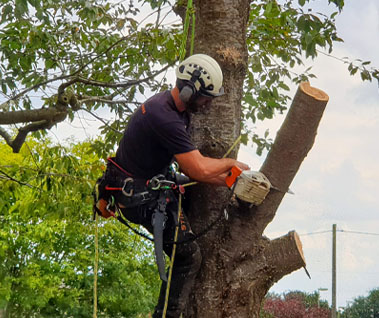 Tree Surgery